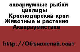 аквариумные рыбки(цихлиды ) - Краснодарский край Животные и растения » Аквариумистика   